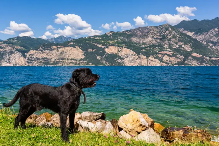 Hund steht am Ufer Süden und schaut auf das Meer