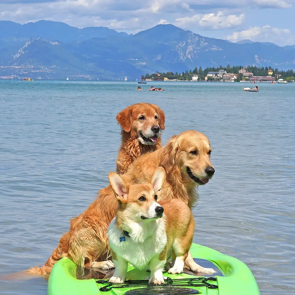 Drei Hunde auf einem Surfbrett auf dem Gardasee, Italien
