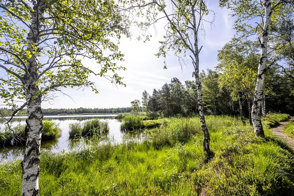 Bad Wurzach hat das größte intakte Hochmoor Mitteleuropas