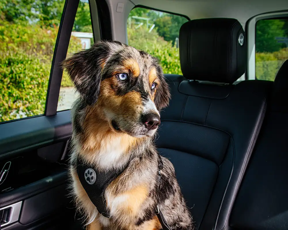 Urlaub mit Hund - Tipps vom ADAC