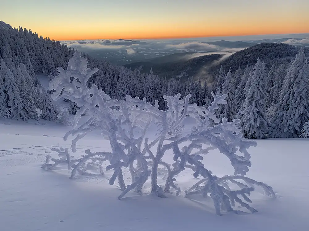 Winterfreude voraus - Zauberhafte Erlebnisse im Bayerischen Wald