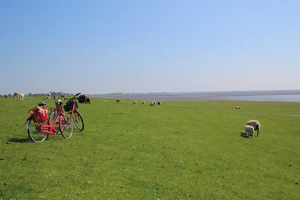 Ein Paradies für Radfahrer – der Nordseeküsten-Radweg